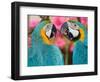 Pair of blue and gold macaws engaged in conversation, Baluarte Zoo, Vigan, Ilocos Sur, Philippines-null-Framed Photographic Print