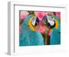 Pair of blue and gold macaws engaged in conversation, Baluarte Zoo, Vigan, Ilocos Sur, Philippines-null-Framed Photographic Print