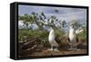 Pair of Blue-Footed Boobies-Paul Souders-Framed Stretched Canvas