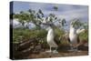 Pair of Blue-Footed Boobies-Paul Souders-Stretched Canvas