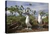 Pair of Blue-Footed Boobies-Paul Souders-Stretched Canvas