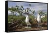 Pair of Blue-Footed Boobies-Paul Souders-Framed Stretched Canvas
