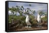 Pair of Blue-Footed Boobies-Paul Souders-Framed Stretched Canvas