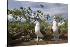 Pair of Blue-Footed Boobies-Paul Souders-Stretched Canvas