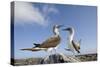 Pair of Blue-Footed Boobies-Paul Souders-Stretched Canvas