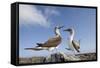 Pair of Blue-Footed Boobies-Paul Souders-Framed Stretched Canvas