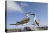 Pair of Blue-Footed Boobies-Paul Souders-Stretched Canvas