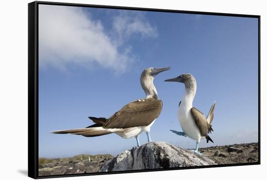 Pair of Blue-Footed Boobies-Paul Souders-Framed Stretched Canvas