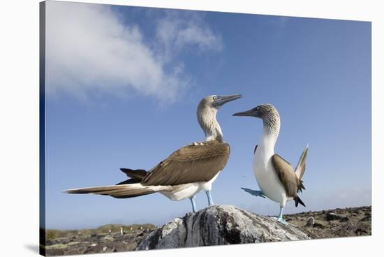 Pair of Blue-Footed Boobies-Paul Souders-Stretched Canvas