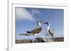 Pair of Blue-Footed Boobies-Paul Souders-Framed Photographic Print