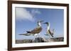 Pair of Blue-Footed Boobies-Paul Souders-Framed Photographic Print