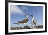 Pair of Blue-Footed Boobies-Paul Souders-Framed Photographic Print