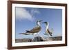 Pair of Blue-Footed Boobies-Paul Souders-Framed Photographic Print