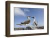 Pair of Blue-Footed Boobies-Paul Souders-Framed Photographic Print