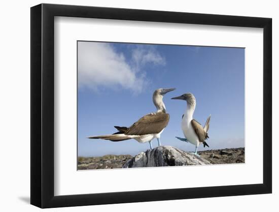 Pair of Blue-Footed Boobies-Paul Souders-Framed Photographic Print