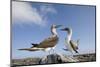 Pair of Blue-Footed Boobies-Paul Souders-Mounted Photographic Print