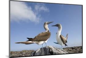 Pair of Blue-Footed Boobies-Paul Souders-Mounted Photographic Print