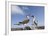 Pair of Blue-Footed Boobies-Paul Souders-Framed Photographic Print