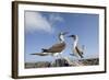 Pair of Blue-Footed Boobies-Paul Souders-Framed Photographic Print