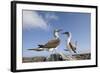 Pair of Blue-Footed Boobies-Paul Souders-Framed Photographic Print