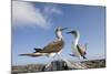 Pair of Blue-Footed Boobies-Paul Souders-Mounted Photographic Print
