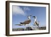 Pair of Blue-Footed Boobies-Paul Souders-Framed Photographic Print