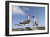 Pair of Blue-Footed Boobies-Paul Souders-Framed Photographic Print