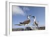 Pair of Blue-Footed Boobies-Paul Souders-Framed Photographic Print