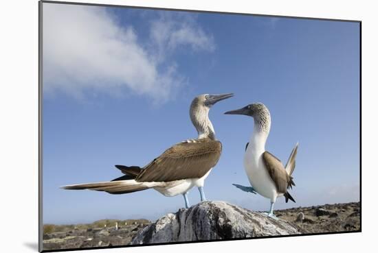 Pair of Blue-Footed Boobies-Paul Souders-Mounted Photographic Print