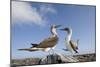 Pair of Blue-Footed Boobies-Paul Souders-Mounted Photographic Print