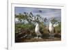 Pair of Blue-Footed Boobies-Paul Souders-Framed Photographic Print