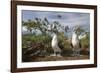 Pair of Blue-Footed Boobies-Paul Souders-Framed Photographic Print