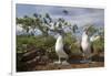 Pair of Blue-Footed Boobies-Paul Souders-Framed Photographic Print
