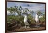 Pair of Blue-Footed Boobies-Paul Souders-Framed Photographic Print