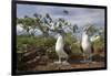 Pair of Blue-Footed Boobies-Paul Souders-Framed Photographic Print