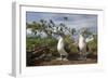 Pair of Blue-Footed Boobies-Paul Souders-Framed Photographic Print