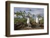 Pair of Blue-Footed Boobies-Paul Souders-Framed Photographic Print