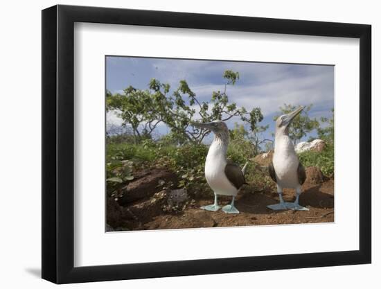 Pair of Blue-Footed Boobies-Paul Souders-Framed Photographic Print