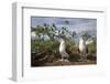 Pair of Blue-Footed Boobies-Paul Souders-Framed Photographic Print