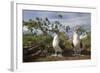 Pair of Blue-Footed Boobies-Paul Souders-Framed Photographic Print