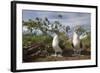 Pair of Blue-Footed Boobies-Paul Souders-Framed Photographic Print