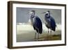 Pair of Blue Herons-Vivienne Dupont-Framed Art Print