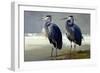 Pair of Blue Herons-Vivienne Dupont-Framed Art Print