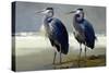 Pair of Blue Herons-Vivienne Dupont-Stretched Canvas