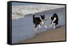 Pair of Border Collies in Tug-Of-War with Stick Along the Seashore, Santa Barbara-Lynn M^ Stone-Framed Stretched Canvas