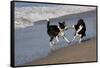 Pair of Border Collies in Tug-Of-War with Stick Along the Seashore, Santa Barbara-Lynn M^ Stone-Framed Stretched Canvas