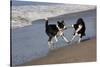 Pair of Border Collies in Tug-Of-War with Stick Along the Seashore, Santa Barbara-Lynn M^ Stone-Stretched Canvas