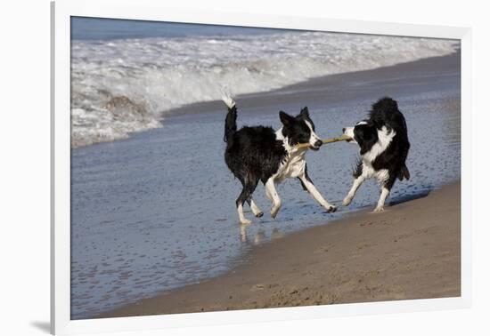 Pair of Border Collies in Tug-Of-War with Stick Along the Seashore, Santa Barbara-Lynn M^ Stone-Framed Photographic Print