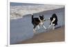 Pair of Border Collies in Tug-Of-War with Stick Along the Seashore, Santa Barbara-Lynn M^ Stone-Framed Photographic Print