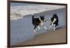 Pair of Border Collies in Tug-Of-War with Stick Along the Seashore, Santa Barbara-Lynn M^ Stone-Framed Photographic Print